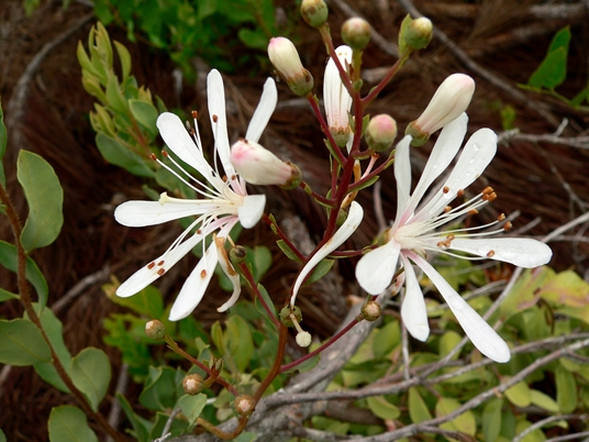 {Bejaria racemosa}
